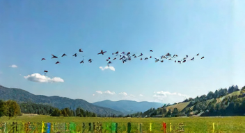 Der Frühjahrszug der Kraniche aus Sicht des Nabu-Sprechers (2/10)