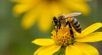 Die 6 häufigsten Fehler bei der Bienenbeobachtung