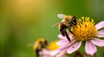 Die besten 8 Tipps bei der Beobachtung von Honigbienen