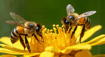 Die Rolle des Schwänzeltanzes in der Bienenkommunikation (3/10)