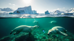Die verborgene Rolle von Seetang im Kohlenstoffkreislauf der Arktis